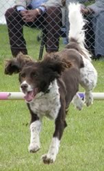 spaniel